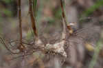 Great plains flatsedge